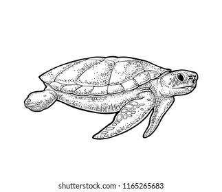 Sea Turtle. Engraving vintage vector black illustration. Isolated on white background. Hand drawn design element for label and poster