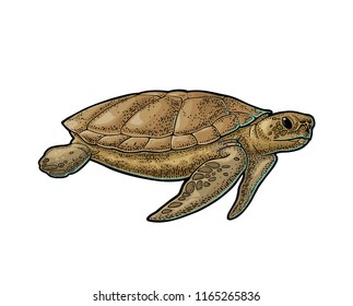 Sea Turtle. Engraving vintage vector color illustration. Isolated on white background. Hand drawn design element for label and poster