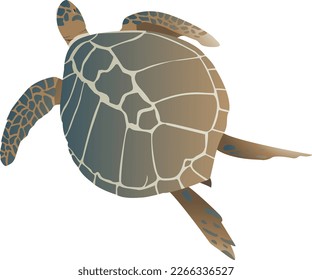 Sea Turtle Exploring The Sea