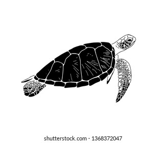 Sea turtle graphic art. Isolated object on white background. Vector illustration