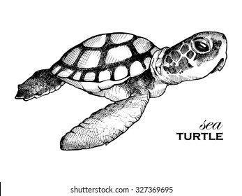 sea turtle hand drawn. Beautiful sea turtle in the long term. Strokes, lines.