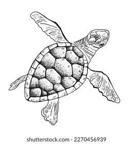 Sea turtle hand drawn engraving style sketch Underwater animals Vector illustration.