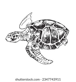 Sea turtle hand drawn engraving style sketch Underwater animals Vector illustration.