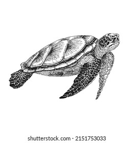 Sea turtle. Hand drawn illustration converted to vector. Vector with animal underwater.