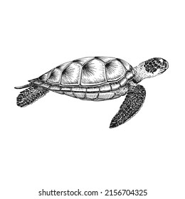 Sea turtle. Hand drawn illustration converted to vector. Vector with animal underwater.