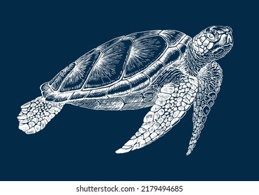 Sea turtle. Hand drawn illustration converted to vector. Vector with animal underwater.