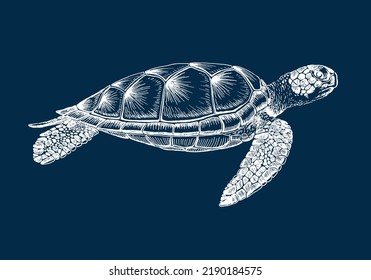 Sea turtle. Hand drawn illustration converted to vector. Vector with animal underwater.