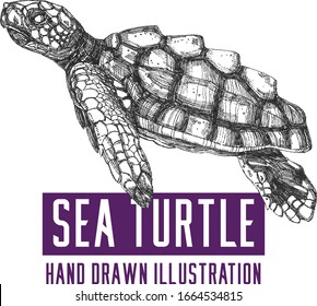 sea turtle hand drawn ink pen freehand drawing vector illustration Sketch design element