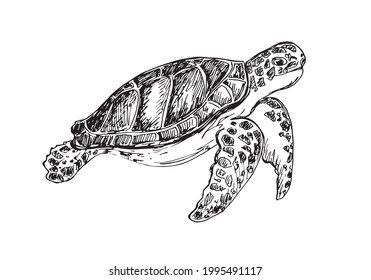 Sea turtle hand drawn ink sketch on white background. Marine animal outline drawing 