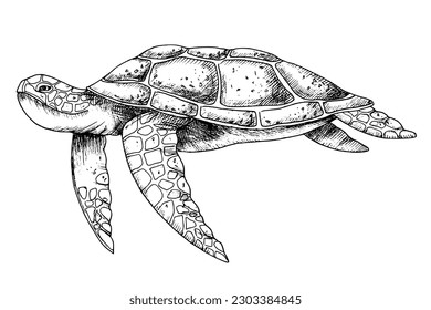 Sea Turtle. Hand drawn vector illustration of undersea Tortoise on isolated background in outline style. Nautical drawing of underwater animal painted by black inks for icon or logo. Sketch of reptile