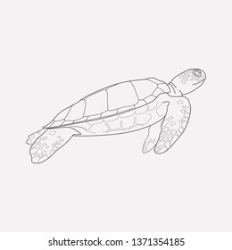 Sea turtle icon line element. Vector illustration of sea turtle icon line isolated on clean background for your web mobile app logo design.