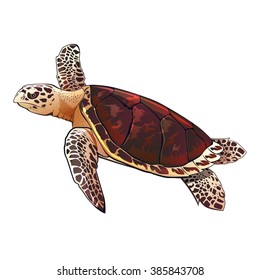 Sea Turtle Illustration