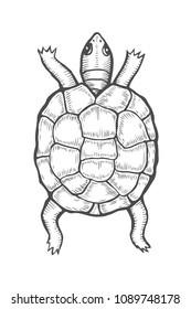 sea turtle illustration, drawing, engraving, ink, line art, vector