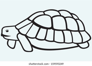 Sea turtle isolated on blue background
