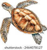 Sea turtle isolated on white background