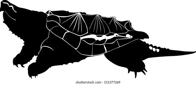 sea turtle isolated on white background