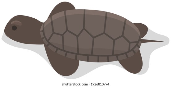 Sea turtle isolated on white background. Reptile living in salt water. Animal with hard chitinous shell. Turtle pokes its head out of its shell and looks. Marine reptile vector illustration