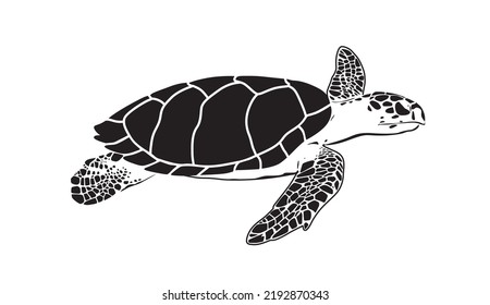 Sea turtle. Isolated turtle on white background. Reptile