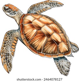 Sea turtle isolated on white background