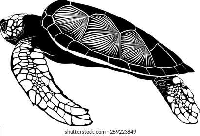 sea turtle isolated on white background