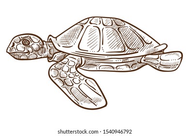 Sea turtle isolated sketch, underwater animal with shell and flippers vector. Aquatic tortoise, reptile or amphibian, diving and swimming. Ocean fauna, wildlife or zoo, Caribbean exotic species