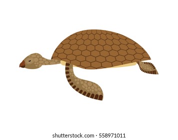Sea turtle isolated. Water reptile on white background
