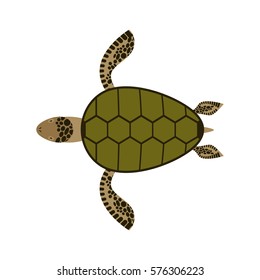 Sea turtle isolated. Water reptile on white background
