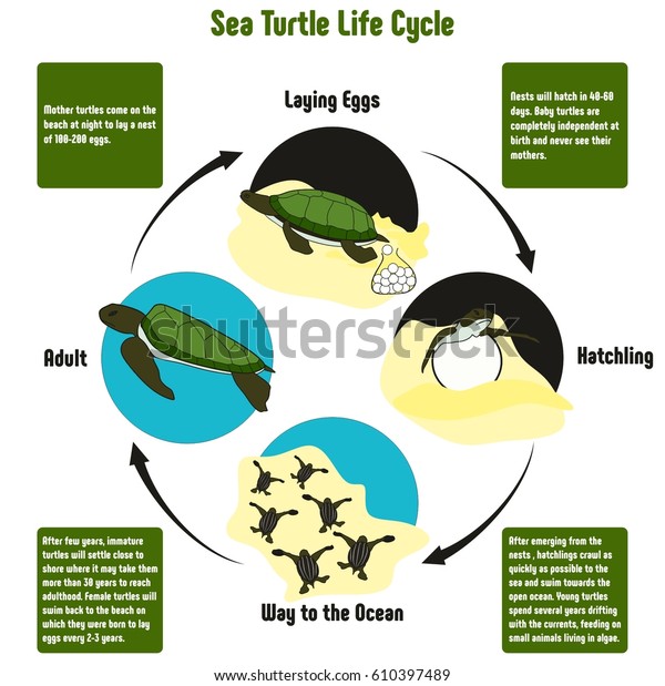 Animal Life Cycle Chart