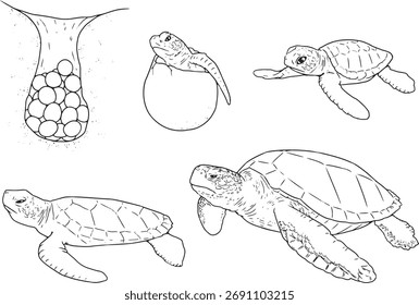 Ciclo de vida de la tortuga marina – Del huevo a la tortuga adulta para colorear