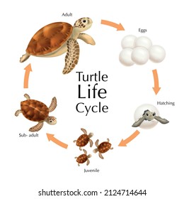 1,289 Turtle Life Cycle Images, Stock Photos & Vectors | Shutterstock