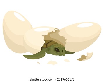 Sea turtle life cycle stage. Wild underwater animal. Cartoon cute ocean turtle coming out of shell eggs. Development baby animal on white background