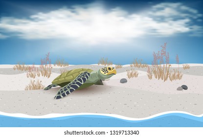 Sea turtle on the beach