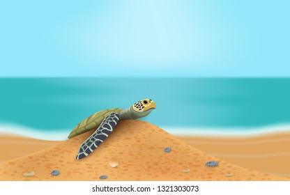sea turtle on the beach