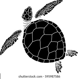 sea turtle on the isolated background