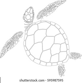 sea turtle on the isolated background