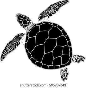 sea turtle on the isolated background
