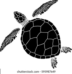 sea turtle on the isolated background