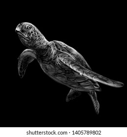
Sea turtle. Realistic, artistic, black and white drawing of a sea turtle on a black background.