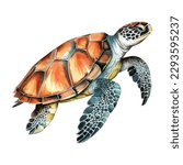 Sea turtle. Realistic, artistic, colored drawing of a sea turtle on a white background in a watercolor style. Sea Turtle Turquoise Oceanlife Vector Art