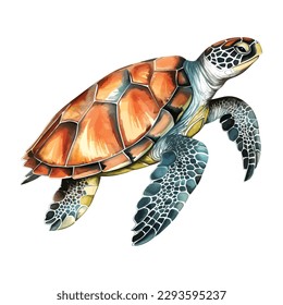 Sea turtle  Realistic  artistic  colored drawing sea turtle white background in watercolor style  Sea Turtle Turquoise Oceanlife Vector Art