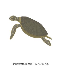 Sea turtle reptile animal, side view vector Illustration on a white background