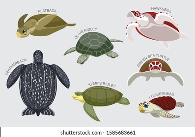 Sea Turtle Set Various Kind Identify Cartoon Vector-01