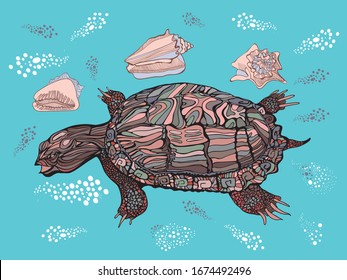 Sea turtle and shells. Vintage drawing. Vector pattern.