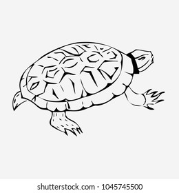 sea turtle sketch