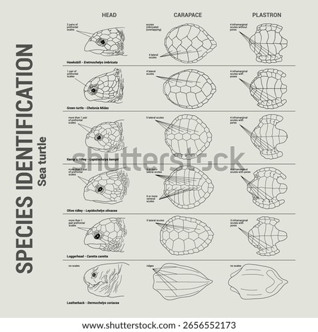 SEA TURTLE SPECIES IDENTIFICATION, vector illustration cover