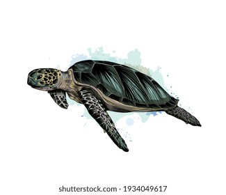 Sea turtle from a splash of watercolor, colored drawing, realistic. Vector illustration of paints