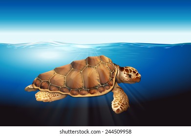 A sea turtle swimming
