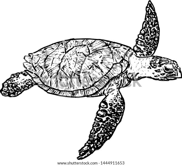 Sea Turtle Swimming Sea Hand Drawn Stock Vector (Royalty Free ...