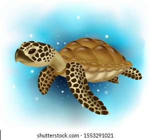 Sea turtle swimming in the ocean