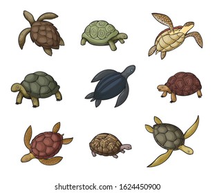 Sea turtle, tortoise and terrapin cartoon icons of wild animals. Vector reptiles with shells, feet or flippers, tails, green, black and brown carapaces, land and water turtles of zoo, wildlife design